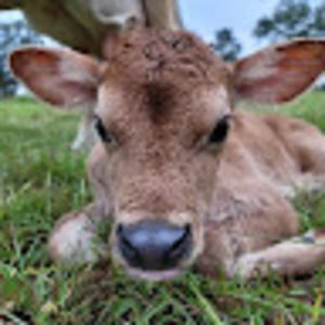 Meet your Posher, Francis